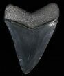 Serrated, Fossil Megalodon Tooth #57464-1